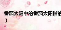 番茄太陽中的番茄太陽指的是什么(番茄太陽)
