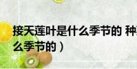 接天蓮葉是什么季節的 種菜(接天蓮葉是什么季節的)