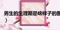 男生的生理期是啥樣子的圖片(男生的生理期)