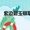 紫邊碧玉椒草的繁殖方法（紫邊碧玉椒草）