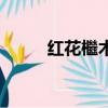 紅花檵木讀音（紅花檵木怎么讀）