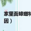 家里面蟑螂特別多怎么辦（家里蟑螂多是啥原因）
