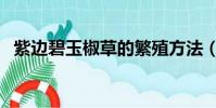 紫邊碧玉椒草的繁殖方法(紫邊碧玉椒草)