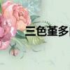 三色堇多肉怎么爆頭（三色堇多肉）
