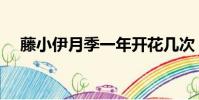 藤小伊月季一年開花幾次(藤小伊月季)