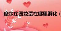 摩爾莊園龍蛋在哪里孵化(摩爾莊園龍蛋)