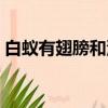 白蟻有翅膀和沒翅膀的區別（白蟻有翅膀嗎）