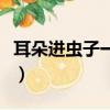 耳朵進蟲子一招就解決（耳朵進蟲子能活多久）