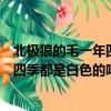 北極狼的毛一年四季都是白色的嗎為什么（北極狼的毛一年四季都是白色的嗎）