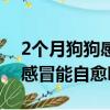 2個月狗狗感冒能自愈嗎為什么（2個月狗狗感冒能自愈嗎）