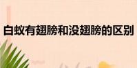 白蟻有翅膀和沒翅膀的區別(白蟻有翅膀嗎)