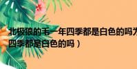 北極狼的毛一年四季都是白色的嗎為什么(北極狼的毛一年四季都是白色的嗎)