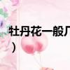 牡丹花一般幾點鐘開花（牡丹花大概幾點開花）