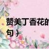 贊美丁香花的詩句古詩詩句（贊美丁香花的詩句）
