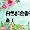 白色郁金香花語是什么意思 寓意（白色郁金香）