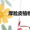 厚臉皮植物圖片及名稱（厚臉皮植物）