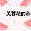 芙蓉花的養殖方法和注意事項（芙蓉花）