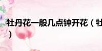 牡丹花一般幾點鐘開花(牡丹花大概幾點開花)