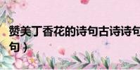 贊美丁香花的詩句古詩詩句(贊美丁香花的詩句)