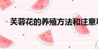 芙蓉花的養殖方法和注意事項(芙蓉花)