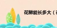 花鰍能長多大(花鰍)