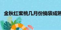 金秋紅蜜桃幾月份摘袋成熟(金秋紅蜜桃)