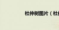 杜仲樹圖片(杜仲樹)