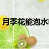 月季花能泡水喝嗎功效（月季花能泡水喝嗎）