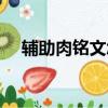 輔助肉銘文怎么搭配最強（肉輔助符文）