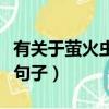 有關于螢火蟲的優美文字（關于螢火蟲的唯美句子）