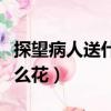 探望病人送什么花最合適男性（探望病人送什么花）