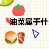 油菜屬于什么科作物（油菜屬于什么科）