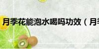 月季花能泡水喝嗎功效(月季花能泡水喝嗎)