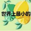 世界上最小的狗排名第一（世界上最小的狗）
