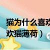 貓為什么喜歡貓薄荷原因是什么（貓為什么喜歡貓薄荷）