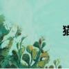 貓猴子是啥（貓猴）