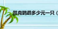 凱克鸚鵡多少元一只(凱克鸚鵡)