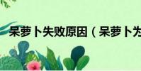 呆蘿卜失敗原因(呆蘿卜為什么這么便宜)