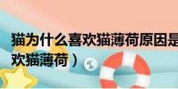 貓為什么喜歡貓薄荷原因是什么(貓為什么喜歡貓薄荷)