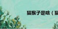 貓猴子是啥(貓猴)