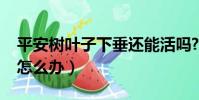 平安樹葉子下垂還能活嗎?(平安樹葉子下垂怎么辦)