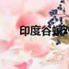 印度谷螟對人體有危害嗎（印度谷螟）