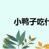 小鴨子吃什么好養活（小鴨子吃什么）