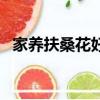 家養扶桑花好嗎（家里養扶桑花有忌諱嗎）