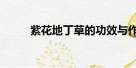 紫花地丁草的功效與作用(紫花)