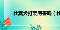 杜賓犬打架厲害嗎(杜賓犬打架)