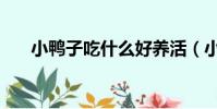 小鴨子吃什么好養活(小鴨子吃什么)