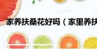 家養扶桑花好嗎(家里養扶桑花有忌諱嗎)