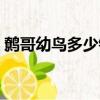 鷯哥幼鳥多少錢一只（八哥幼鳥多少錢一只）