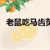 老鼠吃馬齒莧嗎（老鼠耳與馬齒莧的區別）